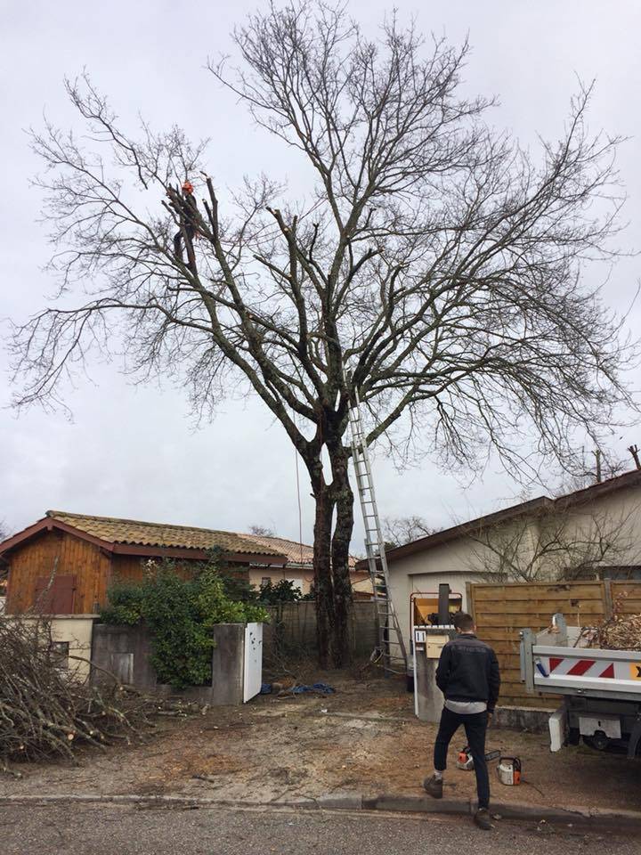 Abattage d'un arbre dangereux à Sore par les experts de LB Elagage
