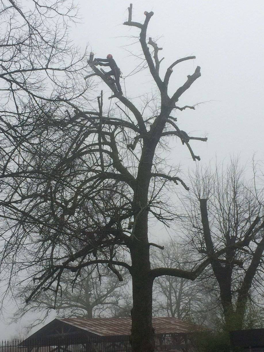 Entretien d'un parc et jardin à Sore réalisé par LB Elagage