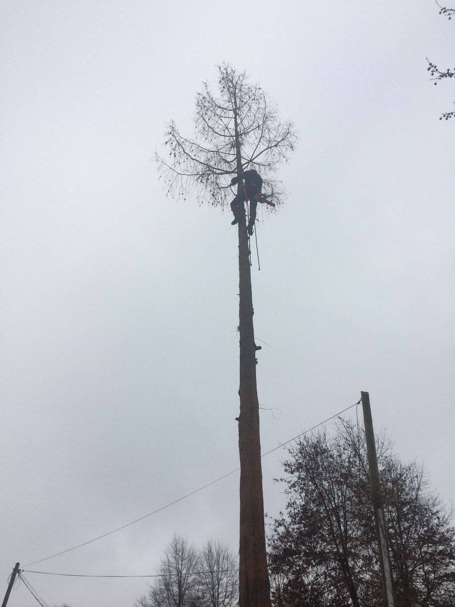 lagage avec perche télescopique à Sore par LB Elagage