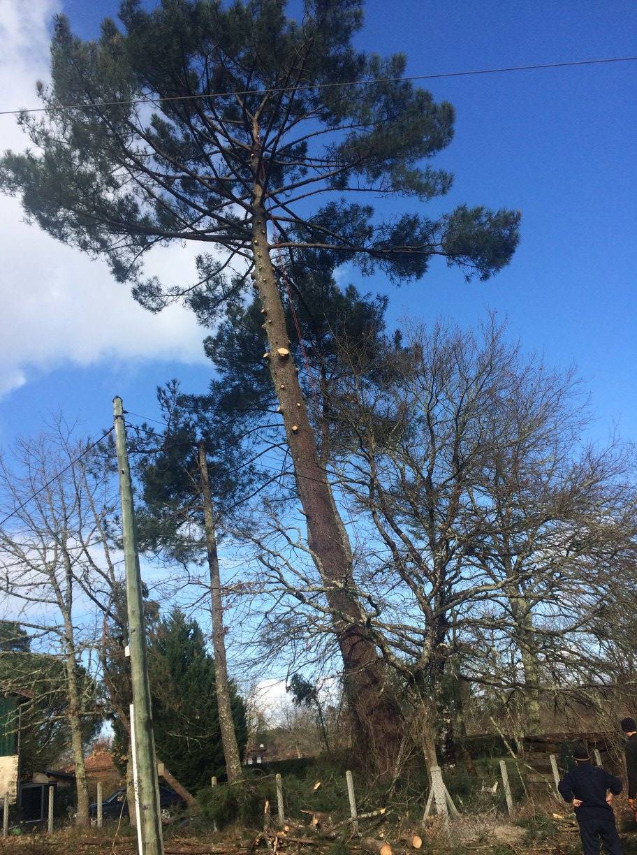 Dessouchage d'arbre à Sore par LB Elagage