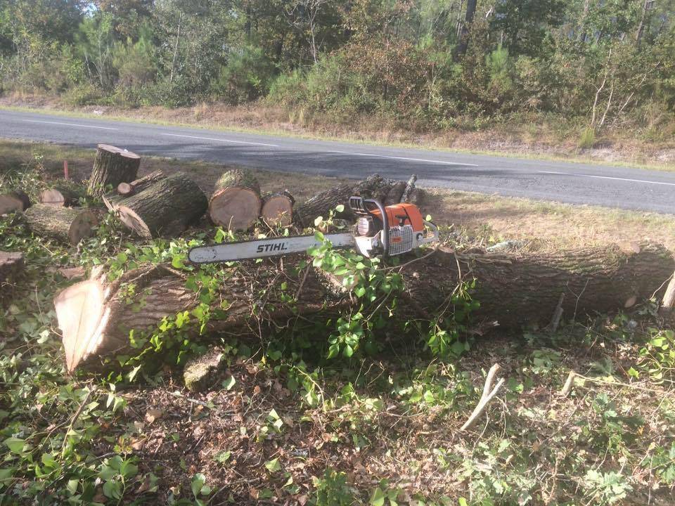 Abattage d'un grand arbre à Sore par LB Elagage