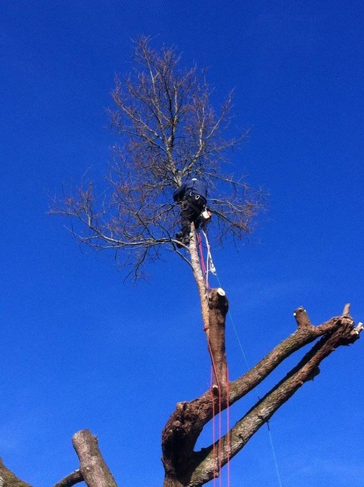 Abattage sécurisé d'un arbre à Sore par les professionnels de LB Elagage