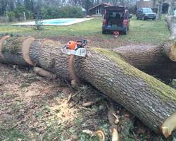 Démontage arbre près de Gradignan