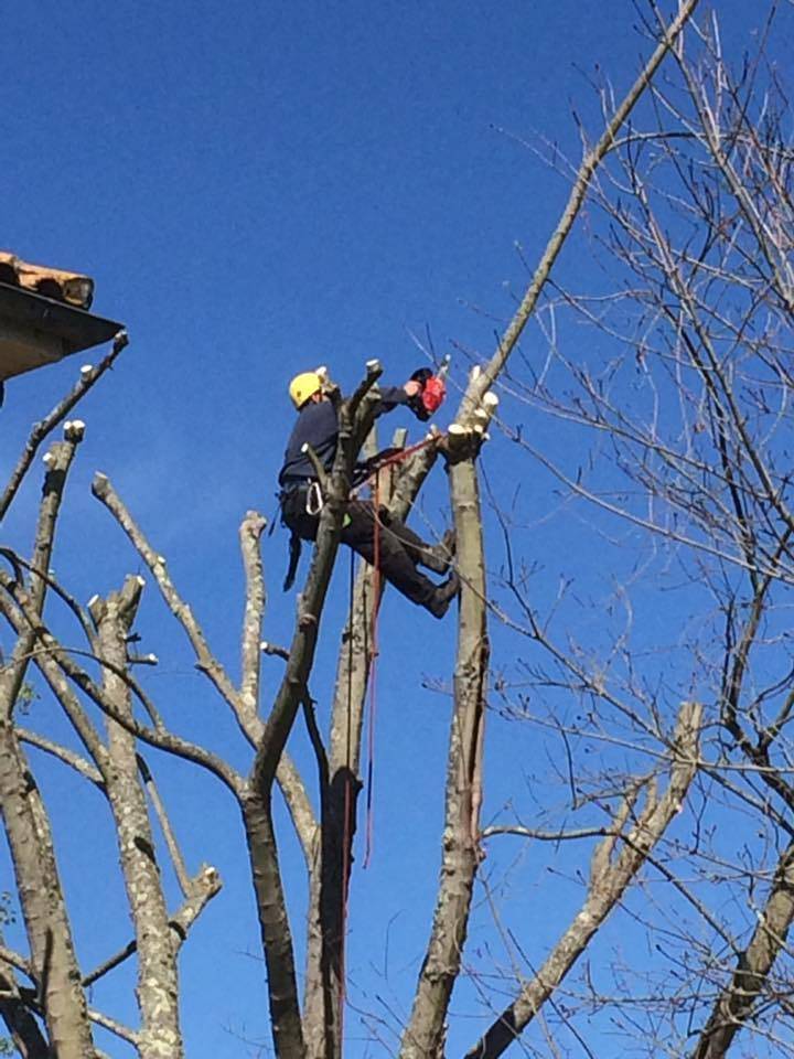 Abattage d'un arbre mature à Sore par LB Elagage